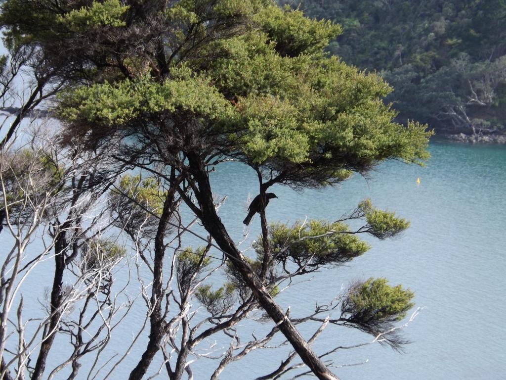 ホワイ ウォーリー モーテル Coromandel エクステリア 写真